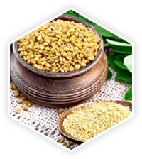 Fenugreek