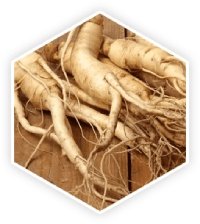 Panax Ginseng